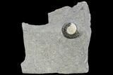 Fossil Ammonite (Promicroceras) - Lyme Regis #110713-1